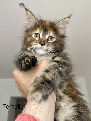 Peggy Ducourret - Chaton disponible  - Maine Coon