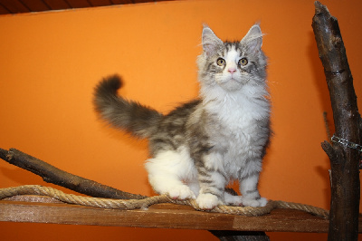 Tequila  - Maine Coon