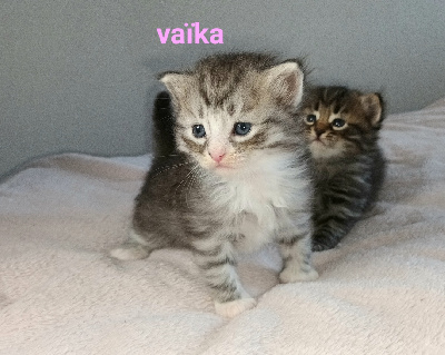 Vaïka 