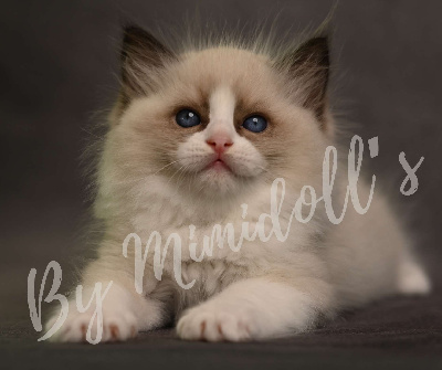 Mimidoll’s - Ragdoll - Portée née le 09/07/2023