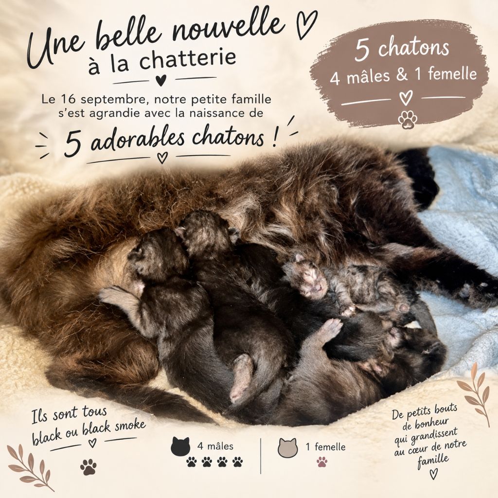 del Mundo - Chatons BLACK SMOKE disponibles pour le 17 décembre 2026