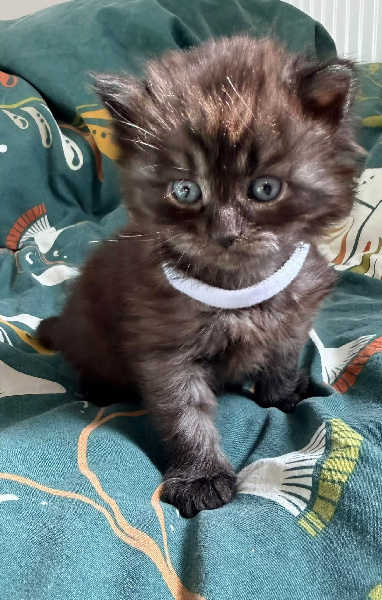 BLACK CAT