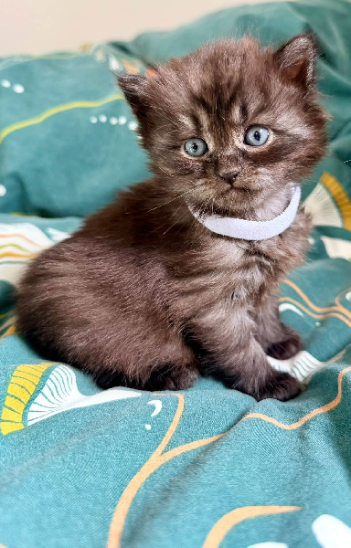 BLACK CAT
