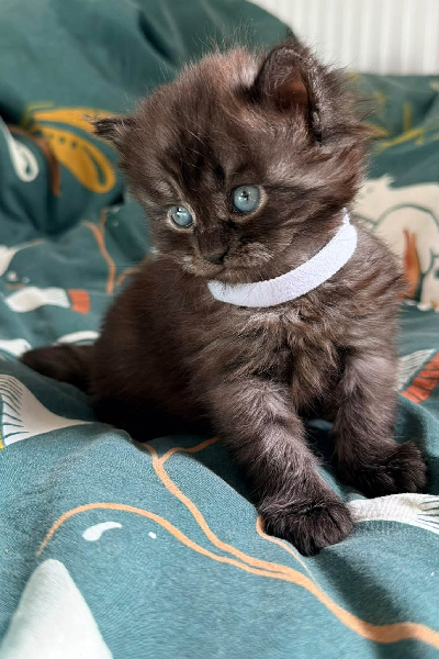 BLACK CAT