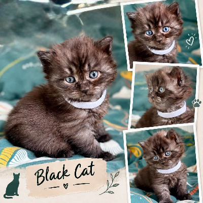 del Mundo - Chaton disponible  - Sibérien