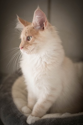 STING - Maine Coon