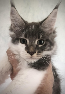 Cosmic Twins's - Chaton disponible  - Maine Coon