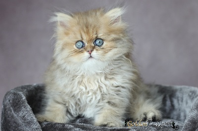 Des Golden Pussycat - Persan - Portée née le 29/06/2021