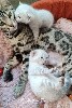 De La Roll's Du Bengal - Naissance des premiers chatons 2023