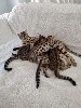De La Roll's Du Bengal - Magnifique chaton disponible 