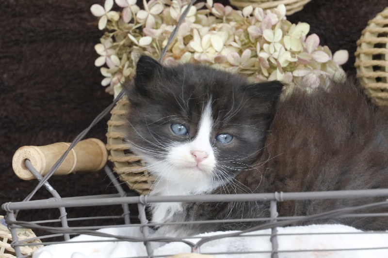 CHATON