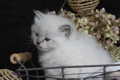 CHATON - Sibérien