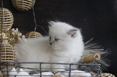 CHATON - Sibérien