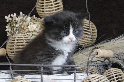 CHATON - Sibérien