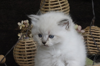 Sib�rien - Jam And Cat's