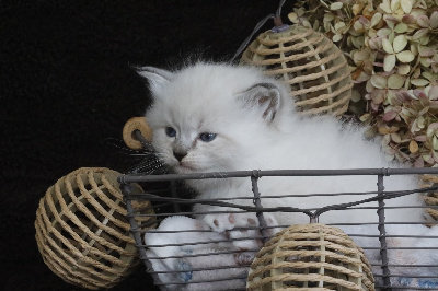 CHATON - Sibérien
