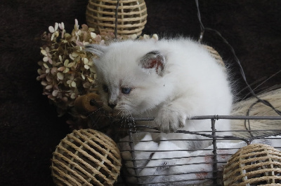 CHATON - Sibérien