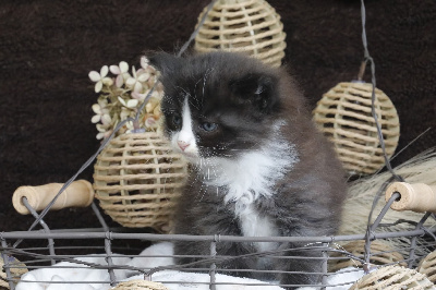 CHATON - Sibérien