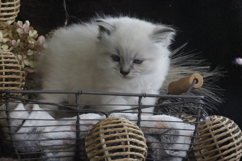 CHATON