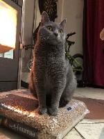Poussy cat de Croque Titi