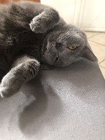 Poussy cat de Croque Titi