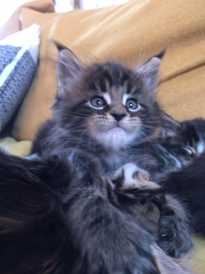 Maceo's Gône's - Chaton disponible  - Maine Coon