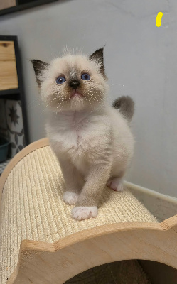 Des Boules De Coton - Chaton disponible  - Ragdoll