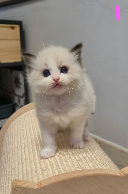 Des Boules De Coton - Chaton disponible  - Ragdoll