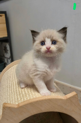 Des Boules De Coton - Chaton disponible  - Ragdoll