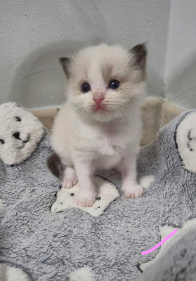 Des Boules De Coton - Chaton disponible  - Ragdoll
