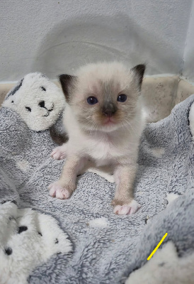 Des Boules De Coton - Chaton disponible  - Ragdoll