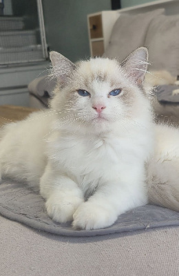 Des Boules De Coton - Chaton disponible  - Ragdoll