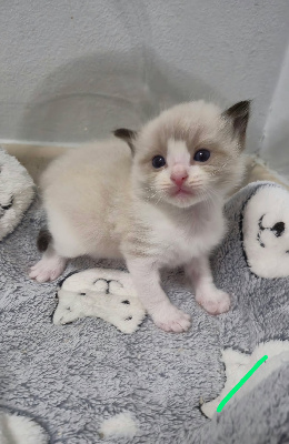 Des Boules De Coton - Chaton disponible  - Ragdoll