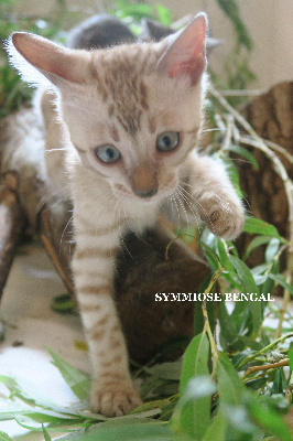 Symmiose Bengal - Chaton disponible  - Bengal