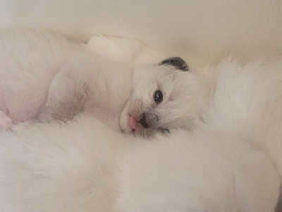 Maguelone Caly - Chaton disponible  - Ragdoll