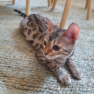 Of Little Sugar Baby - Chaton disponible  - Bengal