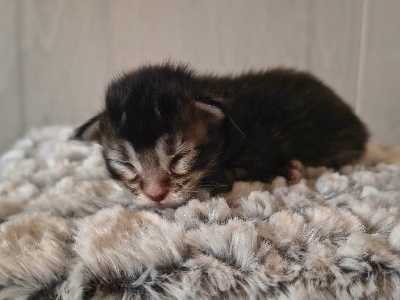 Du Mwomoon - Chaton disponible  - Maine Coon