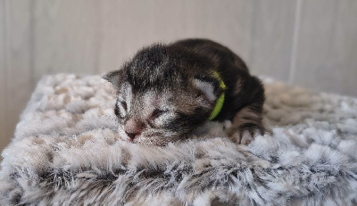 Du Mwomoon - Chaton disponible  - Maine Coon