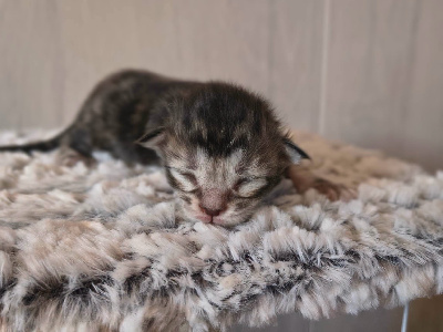 Du Mwomoon - Chaton disponible  - Maine Coon
