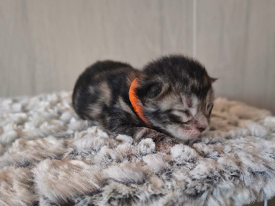 Du Mwomoon - Chaton disponible  - Maine Coon