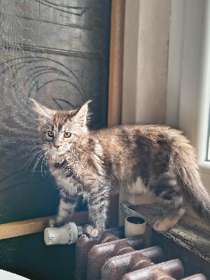 Du Mwomoon - Maine Coon - Portée née le 25/06/2026