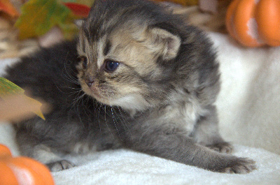 Bubastis Anubis - British Shorthair et Longhair