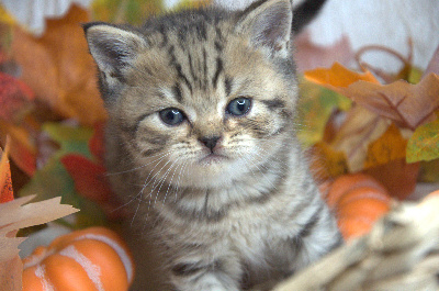 Best Cat Ever - Chaton disponible  - British Shorthair et Longhair