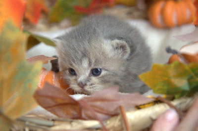 Bubastis Sobek - British Shorthair et Longhair