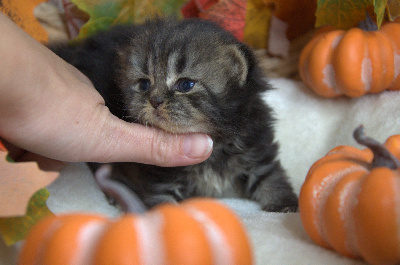 Bubastis Seth - British Shorthair et Longhair