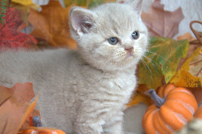 Best Cat Ever - Chaton disponible  - British Shorthair et Longhair