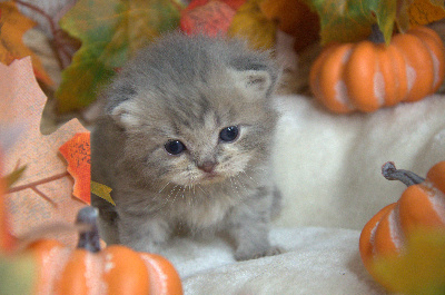 Best Cat Ever - Chaton disponible  - British Shorthair et Longhair
