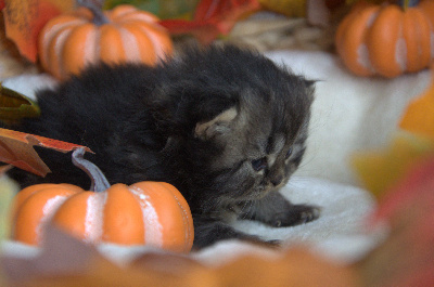 Bubastis Seth - British Shorthair et Longhair