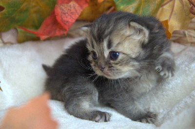 Bubastis Anubis - British Shorthair et Longhair