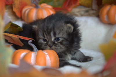 Best Cat Ever - Chaton disponible  - British Shorthair et Longhair